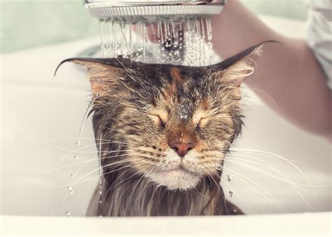 Magic cat wash near me